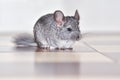 Little gray chinchilla in house