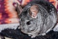 Little gray chinchilla in house