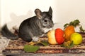 Little gray chinchilla in house