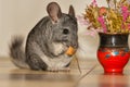 Little gray chinchilla in house