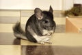 The Little gray chinchilla in house