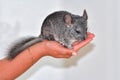 Little gray chinchilla in house