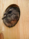 Little gray cute chinchilla looks out from its wooden house