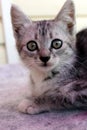 Little gray cute little kitten sits and looks with his big eyes Royalty Free Stock Photo