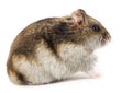 Little gray hamster Royalty Free Stock Photo