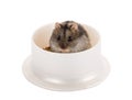Little gray hamster sitting in his bowl with food Royalty Free Stock Photo