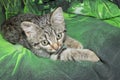 Little gray house kitten lying on a green background