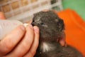 A little gray kitten is being held in the hand and is being fed with the bottle Royalty Free Stock Photo