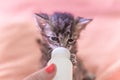 Little gray kitten drinks milk from a bottle. Feeding kittens without a nursing cat. Kittens on artificial feeding. Royalty Free Stock Photo