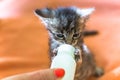 Little gray kitten drinks milk from a bottle. Feeding kittens without a nursing cat. Kittens on artificial feeding. Royalty Free Stock Photo