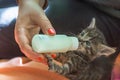 Little gray kitten drinks milk from a bottle. Feeding kittens without a nursing cat. Kittens on artificial feeding. Royalty Free Stock Photo