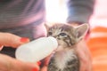 Little gray kitten drinks milk from a bottle. Feeding kittens without a nursing cat. Kittens on artificial feeding. Royalty Free Stock Photo