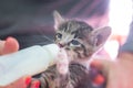 Little gray kitten drinks milk from a bottle. Feeding kittens without a nursing cat. Kittens on artificial feeding. Royalty Free Stock Photo