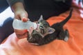 Little gray kitten drinks milk from a bottle. Feeding kittens without a nursing cat. Kittens on artificial feeding. Royalty Free Stock Photo