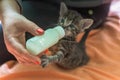 Little gray kitten drinks milk from a bottle. Feeding kittens without a nursing cat. Kittens on artificial feeding. Royalty Free Stock Photo