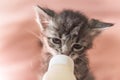 Little gray kitten drinks milk from a bottle. Feeding kittens without a nursing cat. Kittens on artificial feeding. Royalty Free Stock Photo