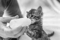 Little gray kitten drinks milk from a bottle. Feeding kittens without a nursing cat. Kittens on artificial feeding. Royalty Free Stock Photo