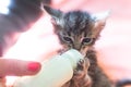 Little gray kitten drinks milk from a bottle. Feeding kittens without a nursing cat. Kittens on artificial feeding. Royalty Free Stock Photo