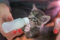 Little gray kitten drinks milk from a bottle. Feeding kittens without a nursing cat. Kittens on artificial feeding. Royalty Free Stock Photo