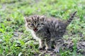 Little gray kitten hissing Royalty Free Stock Photo