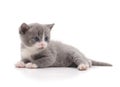 Little gray kitten.