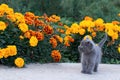 Little gray kitten of one month old in the garden. Cat and green grass and flowers marigold. Royalty Free Stock Photo