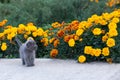 Little gray kitten of one month old in the garden. Cat and green grass and flowers marigold Royalty Free Stock Photo