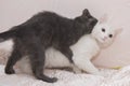 Little gray kitten playing with a white cat. Royalty Free Stock Photo