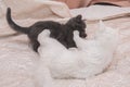 Little gray kitten playing with a white cat. Royalty Free Stock Photo