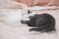 Little gray kitten playing with a white cat. Royalty Free Stock Photo