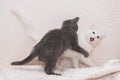 Little gray kitten playing with a white cat. Royalty Free Stock Photo