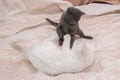 Little gray kitten playing with a white cat. Royalty Free Stock Photo