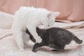 Little gray kitten playing with a white cat. Royalty Free Stock Photo