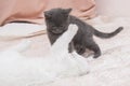 Little gray kitten playing with a white cat. Royalty Free Stock Photo