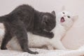 Little gray kitten playing with a white cat. Royalty Free Stock Photo