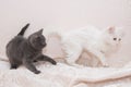 Little gray kitten playing with a white cat. Royalty Free Stock Photo