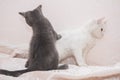 Little gray kitten playing with a white cat. Royalty Free Stock Photo