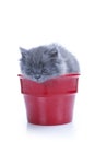 Little gray kitten in pot