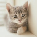 Little gray kitten is resting on the windowsill. Close up portrait of a young cat Royalty Free Stock Photo
