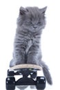 Little gray kitten on skateboard