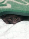Little gray kitty peering out of the blanket