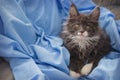 Little cute kitten. Little gray maine coon kitten posing on a blue fur background