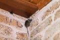 Little gray mouse sits top corner Royalty Free Stock Photo