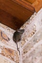 Little gray mouse sits top corner Royalty Free Stock Photo