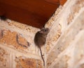 Little gray mouse sits top corner Royalty Free Stock Photo