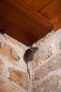 Little gray mouse sits top corner Royalty Free Stock Photo