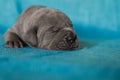 Little gray puppy breed cane corso sleeping. Blue background Royalty Free Stock Photo