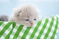 Little gray scottish kitten in a white basket. Green coverlet, blue background. Close-up Royalty Free Stock Photo