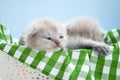 Little gray scottish kitten in a white basket. Green coverlet, blue background. Close-up Royalty Free Stock Photo