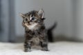 Little gray shorthair kitten sits at home on the carpet looking up Royalty Free Stock Photo